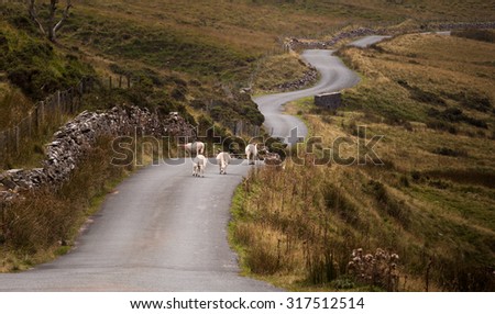 Sheep on a Welsh road in the Brecon Beacons, South Wales.