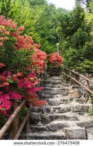 steps covered in royal azalea in a Geumgangsa Temple leading up to a small shrine up in the mountain. Taken in Odaesan National Park
