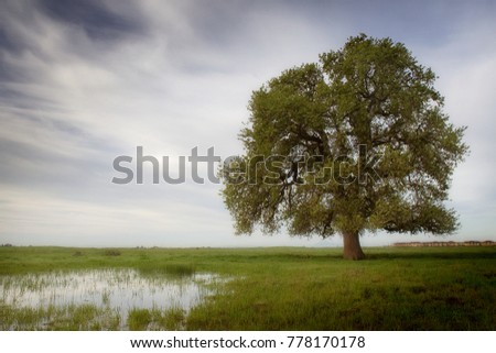 Similar – Image, Stock Photo Alte Eiche, old oak Baum