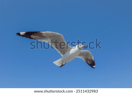 Similar – Foto Bild Möwe Umwelt Natur