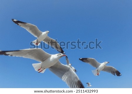 Similar – Foto Bild Möwe Umwelt Natur