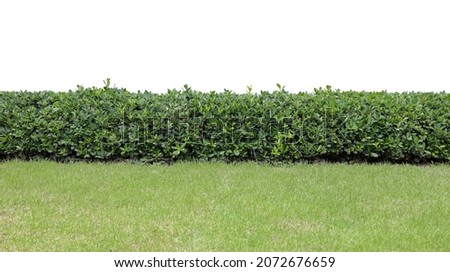 Tropical Flower shrub bush fence tree isolated plant with clipping path Сток-фото © 