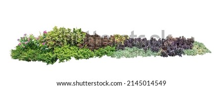 Flower bush shrub green tree isolated tropical plant with clipping path. Stockfoto © 