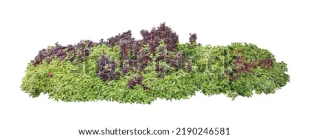 Tropical plant flower bush shrub 
 green tree isolated on white background with clipping path Stockfoto © 