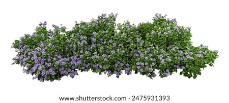 Image, Stock Photo Garden fence with purple tips forms arch