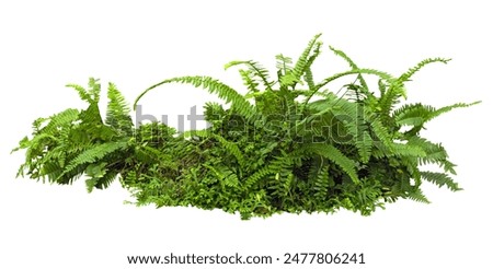 Similar – Image, Stock Photo fern leaf Nature Plant