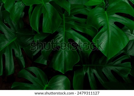 Similar – Image, Stock Photo Monstera im detail