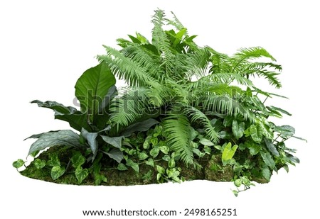 Image, Stock Photo green plant leaves in the nature in spring season