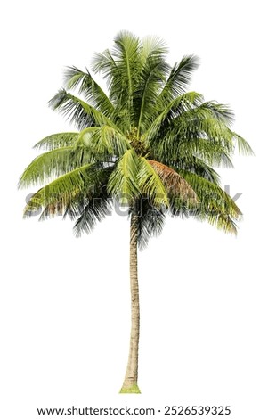 Similar – Image, Stock Photo palm palms Palm frond