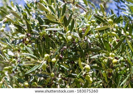 Olive tree with healthy green olives early in autumn.