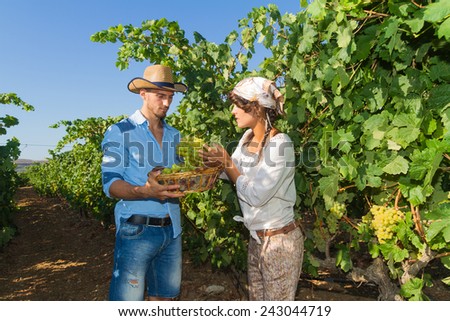 Young couple, vine growers, walk through grape vines inspecting the fresh grape crop.