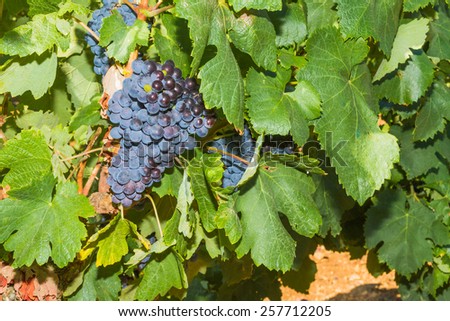 Vines with juicy ripe red wine grapes ready to be harvested.