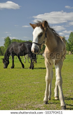 Nordic horse in a sunny landscape in spring