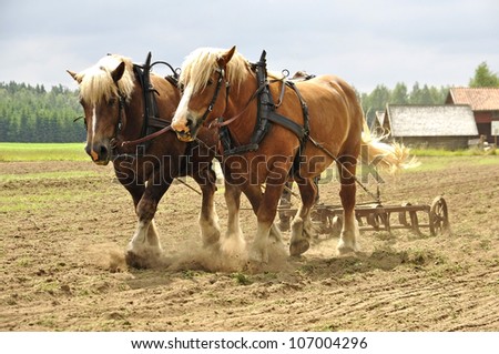 Working horses with a farm field in the background