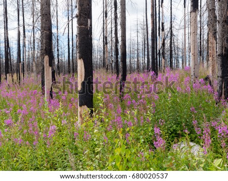 Similar – Foto Bild Nach dem Waldbrand