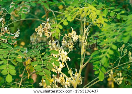 Shutterstock Puzzlepix