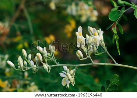 Shutterstock Puzzlepix