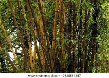 Similar – Image, Stock Photo Small stage Park Forest