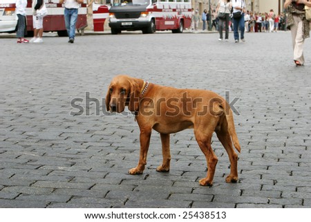 lonely dog in city