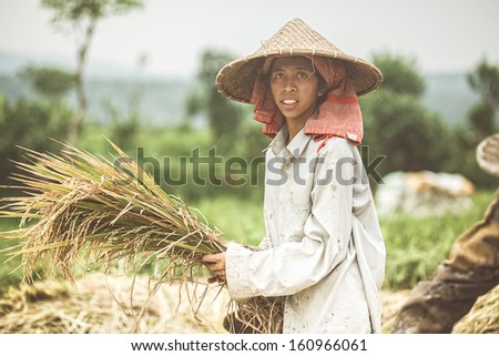 Bali, Indonesia - March 17, 2012: Indonesian rice farmer harvesting. The farmer produces ripe ears of rice, Bali on 17st of March 2012.