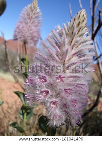 Australian Desert Flower