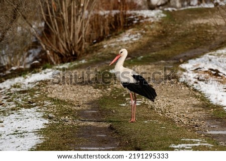 Similar – Image, Stock Photo A white stork surprised by winter looks for food in the snow in the Schmuttertal biotope near Augsburg