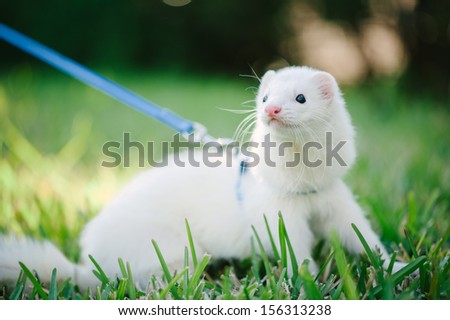 A white domestic ferret taking a walk on a leash in the green grass.