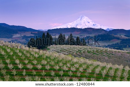 View of Mount Hood at sunset from an orchard in Hood River Oregon