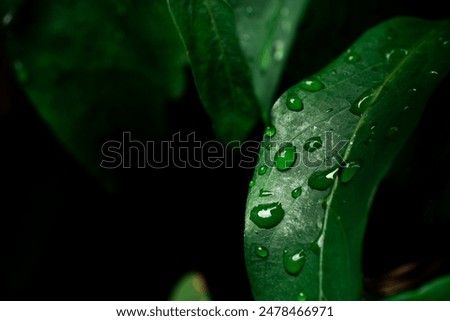 Similar – Image, Stock Photo Grasses macro shot black white