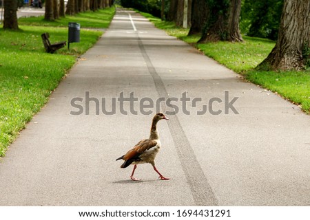 Similar – Image, Stock Photo Birds in quarantine Animal