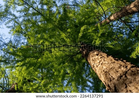 Similar – Foto Bild Nadelwald mit niedrigem Winkel