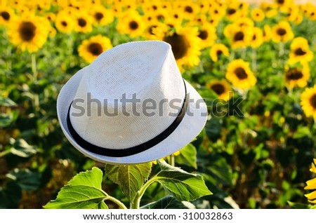 Sun flowers field in the Spain, sunflowers