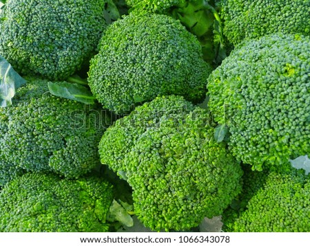 Fresh broccoli with close up view as background