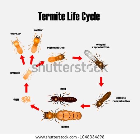 termite life cycle,cartoon style,vector.