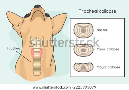 Tracheal Collapse in Dogs kawaii doodle flat cartoon vector illustration