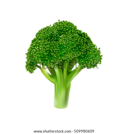 Broccoli Vector Illustration 