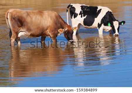 Dairy Cows having a Drink at the Local Dam