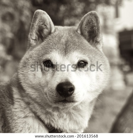 Black and White Head Portrait of a Shiba Inu Dog.