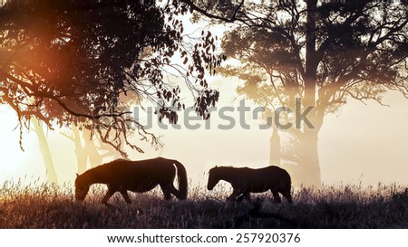 Silhouette of a Brumby Mare and her Foal at first light.