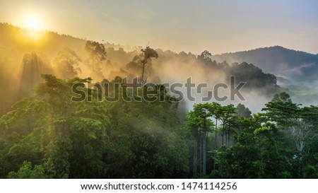 Tropical rainforest, Stunning view of Borneo Rainforest with sunrise mist and fog rays in the morning.