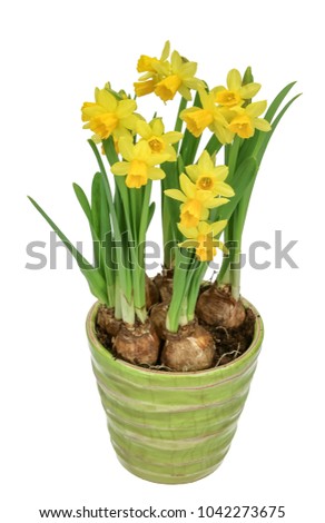 flower bulbs arrangement spring (Narcissus cyclamineus) isolated on white Stock fotó © 