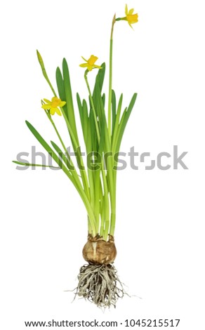 flower bulbs arrangement spring yellow (Narcissus cyclamineus Telte-al-telte) with roots isolated on white Stock fotó © 