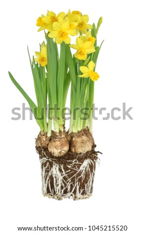 flower bulbs arrangement spring yellow (Narcissus cyclamineus Telte-al-telte) with roots isolated on white Stock fotó © 