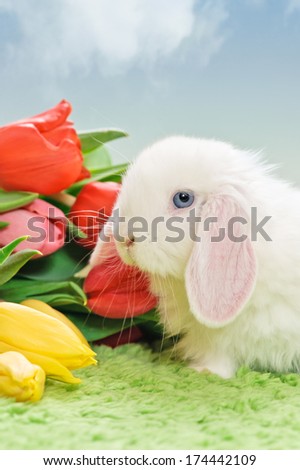 white baby rabbit with flowers on grass and blue sky