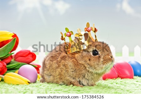 baby rabbit with golden crown