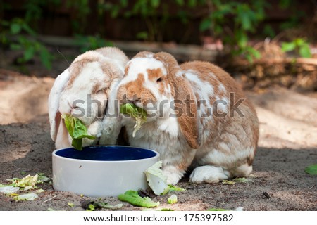 two grown rabbits eating salad outdoors