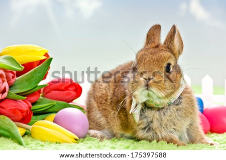 easter baby rabbit with tulips and eggs sitting in a little garden