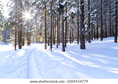 Similar – Foto Bild Nadelbäume Lichtung Waldweg im Herbst Tilt Effekt