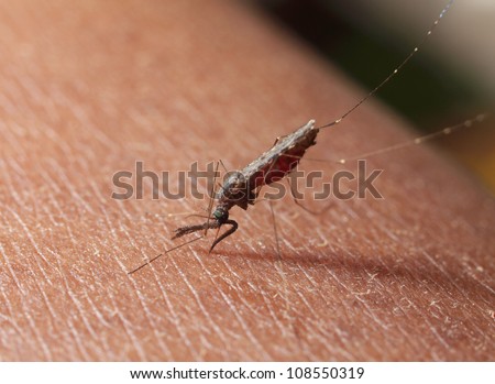 Female Anopheles mosquito penetrating human skin