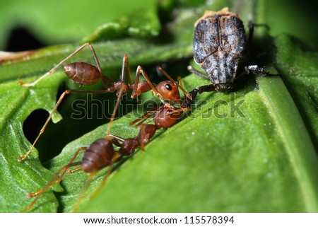 Two weaver ants working together to take down a beetle